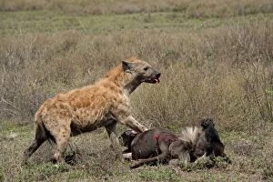 Spotted Hyena - feeding on Wildebeest prey after