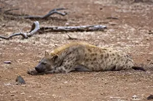 Spotted Hyena - female lying down with head on paws - Kruger National Park - South Africa