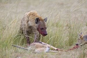 Images Dated 6th April 2007: Spotted Hyena - With freshly killed Thomson's gazelle