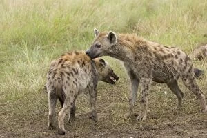 Images Dated 25th June 2005: Spotted Hyena - greeting each other - Maasai Mara Reserve - Kenya