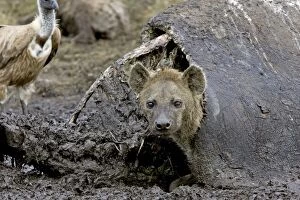 Images Dated 24th June 2005: Spotted Hyena - at hippo kill
