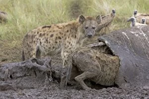 Images Dated 24th June 2005: Spotted Hyena - at hippo kill