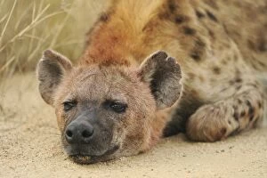 Images Dated 4th July 2009: Spotted Hyena - Kruger National Park - South Africa