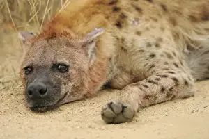 Hyaena Prints: Spotted Hyena - Kruger National Park - South Africa