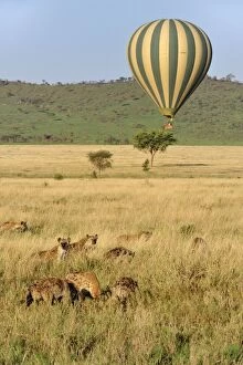 Images Dated 23rd September 2008: Spotted Hyena / Laughing Hyena with hot air balloon