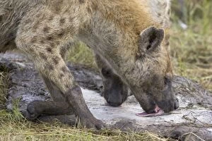 Images Dated 25th June 2005: Spotted Hyena - licking hippo hide