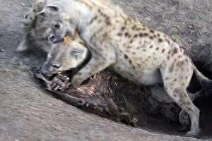 Images Dated 22nd September 2006: Spotted Hyena - mother of 1 month old cubs fighting