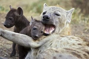 Spotted Hyena - mother playfully mouthing 6 week old cub