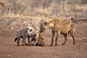 Images Dated 9th September 2009: Spotted Hyena - mother with two pups - Kruger National Park - South Africa