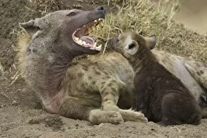 Images Dated 25th August 2006: Spotted Hyena - mother yawning with 8-10 week old cub