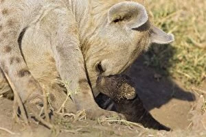 Images Dated 18th August 2006: Spotted Hyena - newborn cub (less than one day old) with mother - Masai Mara Conservancy - Kenya