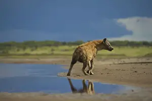 Hyaena Prints: Spotted Hyena - Ngorongoro conservation area - Tanzania - Africa
