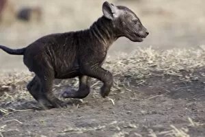 Images Dated 12th October 2006: Spotted Hyena - playful 8 week old cub running Masai Mara Conservancy - Kenya