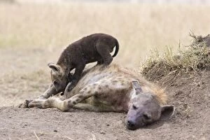 Images Dated 26th August 2006: Spotted Hyena - playful 9-11 week old cub jumping over mother