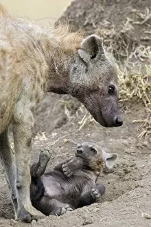 Images Dated 25th August 2006: Spotted Hyena - playful 9-11 week old cub with mother - Masai Mara Conservancy - Kenya