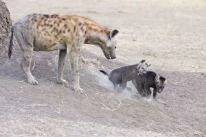 Images Dated 16th October 2006: Spotted Hyena - playful 9 week old cubs at den Masai Mara Conservancy - Kenya