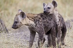 Images Dated 26th February 2005: Spotted Hyena - playful young pups