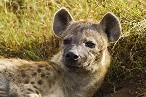Images Dated 14th August 2011: Spotted Hyena - relaxing