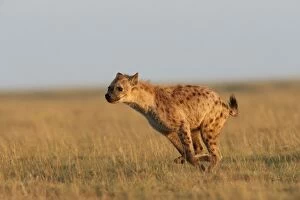 5 Gallery: Spotted Hyena - running