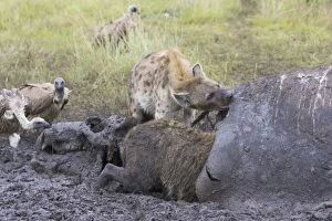 Images Dated 24th June 2005: Spotted Hyena - scavenging hippo kill