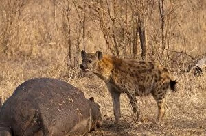 Images Dated 14th September 2009: Spotted Hyena - standing by carcass of hippo