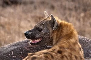 Images Dated 14th September 2009: Spotted Hyena - standing by carcass of hippo