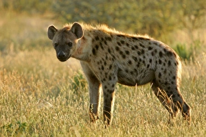 Images Dated 16th April 2005: Spotted Hyena standing in grass savanna in backlight Etosha National Park, Namibia, Africa