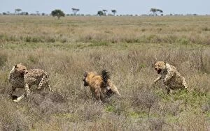 Spotted Hyena - stealing kill from Cheetahs - series 8 of 11