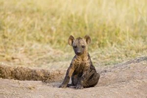 Spotted Hyena - young pup at den site at sunset