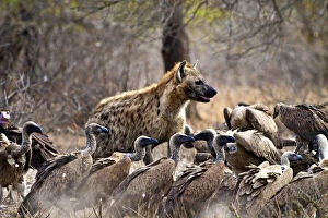 Images Dated 15th August 2012: Spotted hyenas (Crocuta crocuta) and vultures