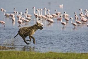 Spotted Hyenas hunting Lesser Flamingoes