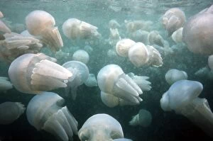 Spotted JELLYFISH - jellyfish congregation