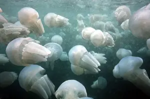 Jellyfishes Prints: Spotted Jellyfish Jellyfish Congregation New South Wales, Australia