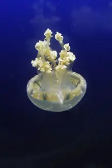 Marine Prints: Spotted / lagoon jelly / jellyfish. Vancouver Aquarium - Canada