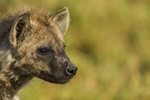 Images Dated 12th July 2010: Spotted / Laughing Hyena