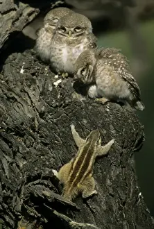 Spotted Little Owl / Spotted Owlets - Fledglings and curious Three-palm Squirrel (Funambulus palmarum) approaching owlets. Keoladeo National Park India