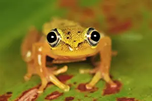Reptiles And Amphibian Prints: Spotted Madagascar Reed Frog - Andasibe-Mantadia National Park - Madagascar