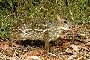 Deer Prints: Spotted Mouse / Indian Chevrotain Deer JPF 12598 Tragulus meminna © Jean-Paul Ferrero / ARDEA LONDON