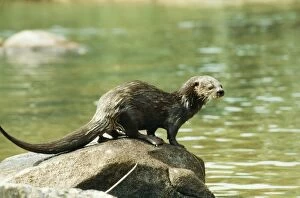 Spotted-necked / Speckle-throated / Spot-necked Otter - sprainting