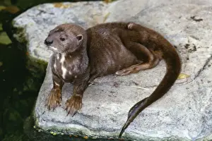 West Africa Prints: Spotted-necked / Spot-necked / Speckle-throated Otter Sierra Leone, Africa
