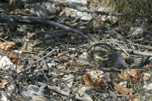 Images Dated 24th August 2003: Spotted Nightjars - camouflaged pair sleeping at the base of a Mulga bush - St Teresa's Rd
