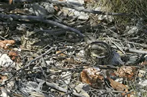 Crepuscular Prints: Spotted Nightjars - camouflaged pair sleeping at the base of a Mulga bush - St Teresa's Rd