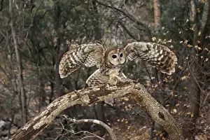 Spotted Owl