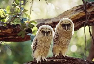 Images Dated 22nd April 2005: Spotted Owl - Mexican subspecies, fledglings on branch, Endangered (threatened) species