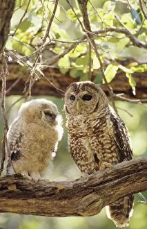 Spotted Owl - mother and young. Decreasing in numbers and range due to habitat destruction