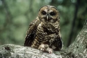 Images Dated 23rd March 2010: Spotted Owl - mouse prey