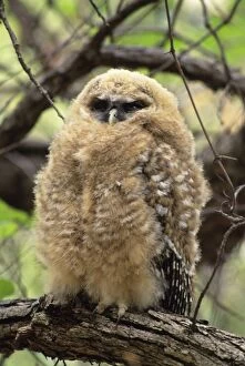 Spotted Owl - young