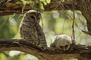 Wildlfe Prints: Spotted Owl with Young - Arizona