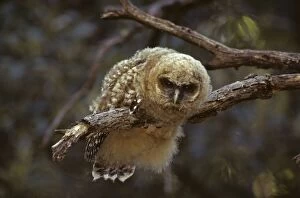 Spotted Owl - Young perched on branch