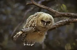 Wildlfe Prints: Spotted Owl - Young perched on branch - Arizona